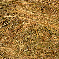 erosion control - seeding and straw